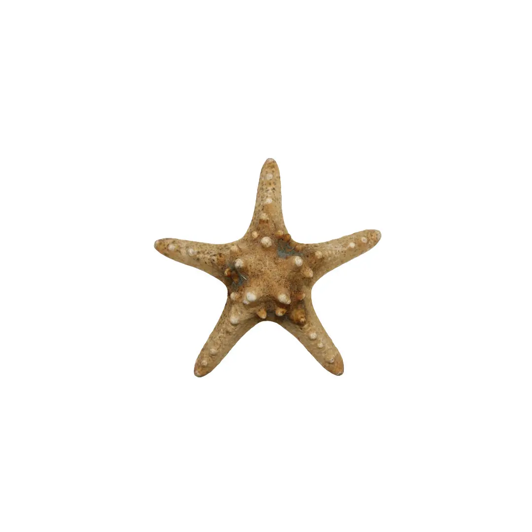Estrelas do Mar 3-5cm Und