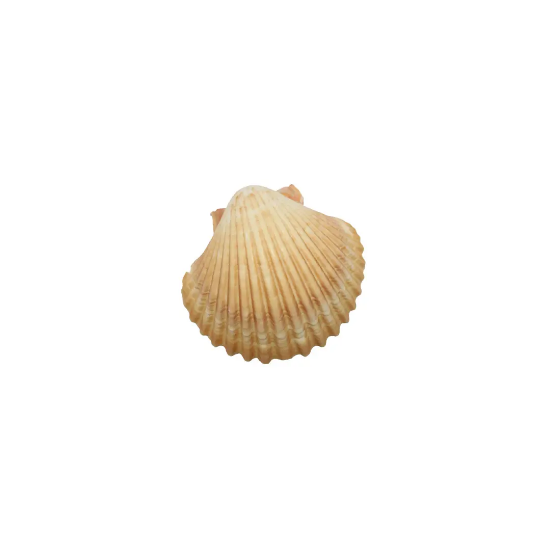 Conchas Shell