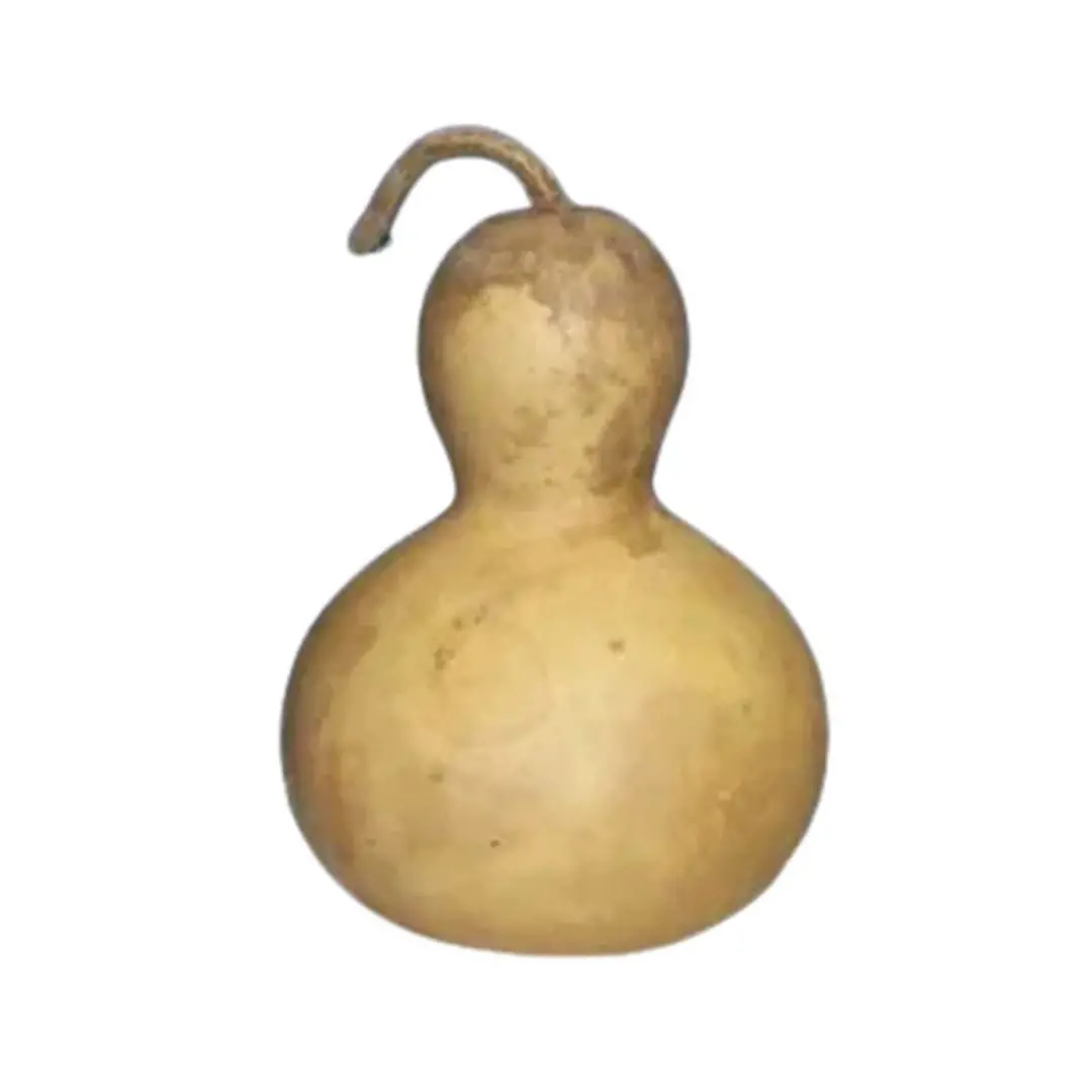 Cabaca Grande 20-30 cm