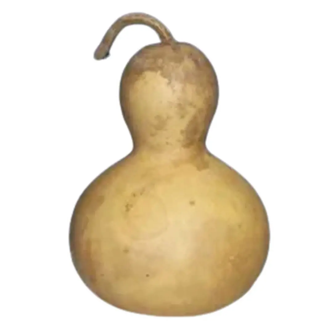 Cabaca Gigante 30-40 cm