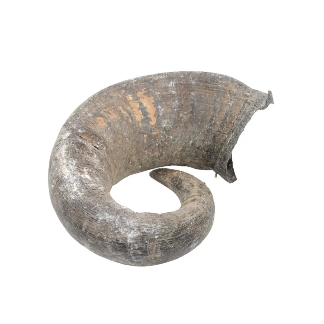 Chifre de Búfalo Grande